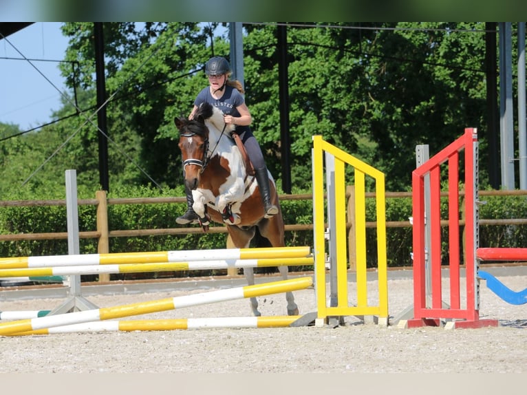 Lewitzer Mestizo Caballo castrado 14 años 132 cm Pío in Hamburg sülldorf