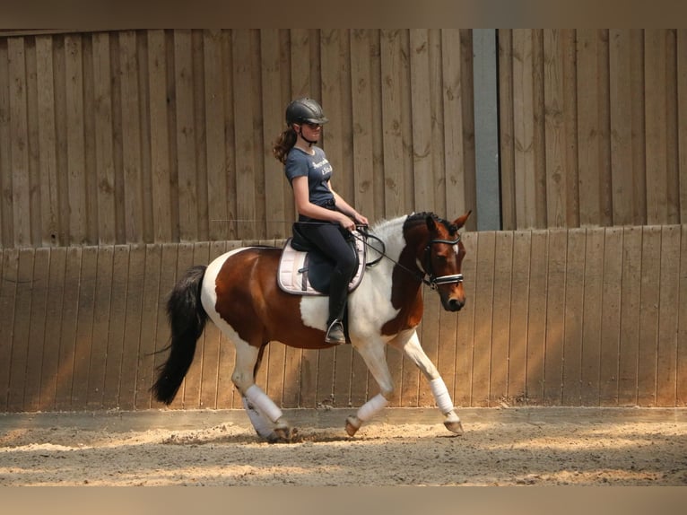 Lewitzer Mestizo Caballo castrado 14 años 132 cm Pío in Hamburg sülldorf