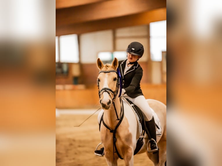 Lewitzer Caballo castrado 14 años 148 cm Pío in Steinhagen