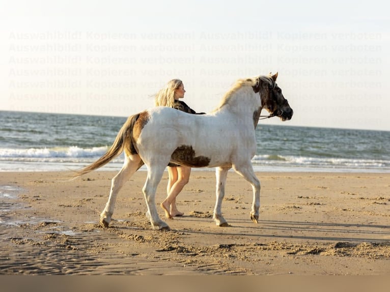 Lewitzer Mestizo Caballo castrado 15 años 137 cm Pío in Remscheid