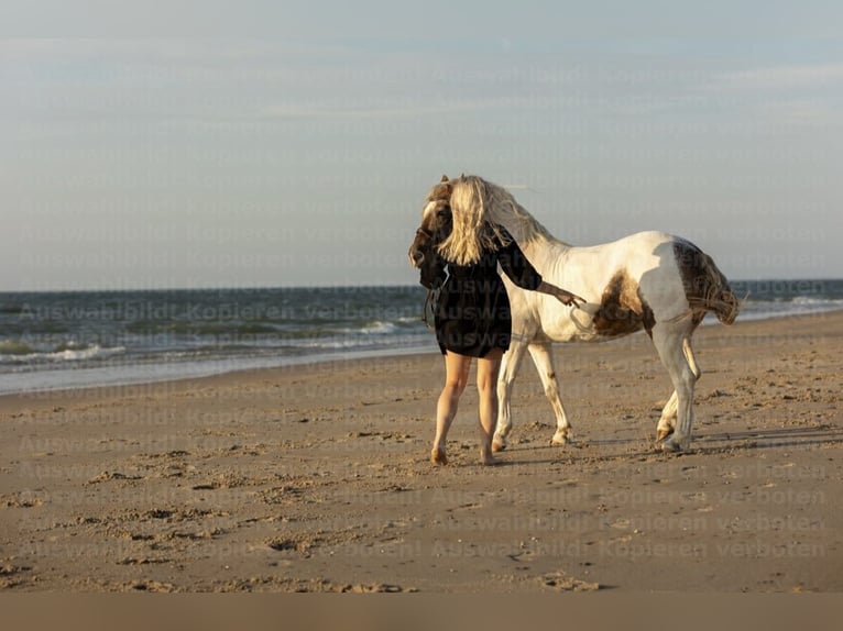 Lewitzer Mestizo Caballo castrado 15 años 137 cm Pío in Remscheid