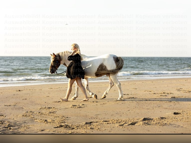 Lewitzer Mestizo Caballo castrado 15 años 137 cm Pío in Remscheid