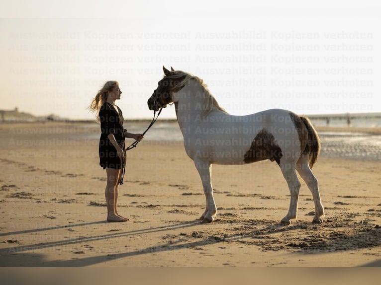 Lewitzer Mestizo Caballo castrado 15 años 137 cm Pío in Remscheid