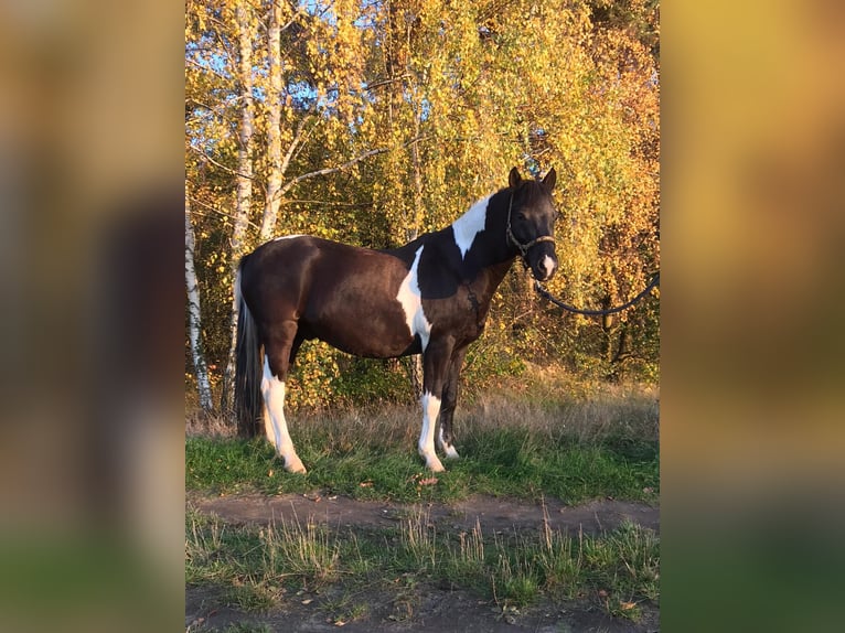 Lewitzer Caballo castrado 15 años 148 cm Pío in Burg