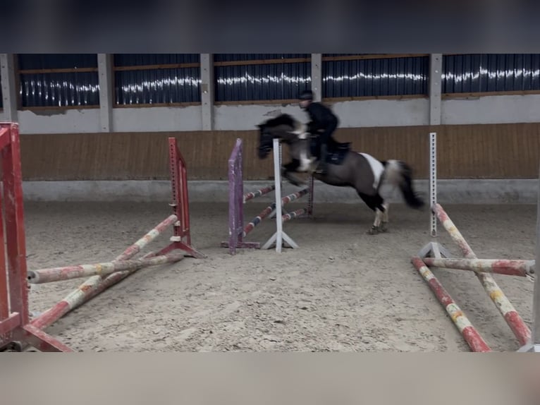 Lewitzer Caballo castrado 15 años 148 cm Pío in Burg