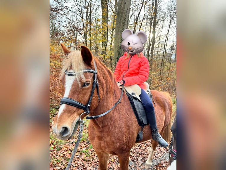 Lewitzer Caballo castrado 16 años 144 cm Alazán in Pfinztal