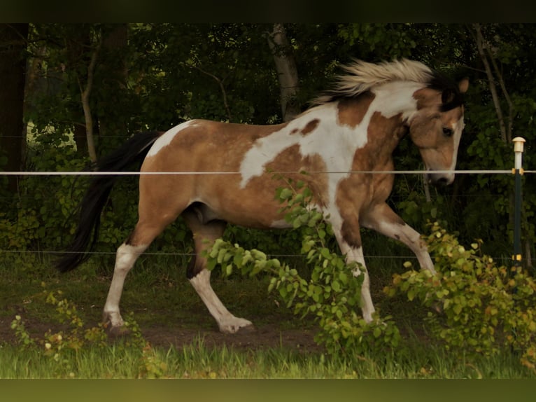 Lewitzer Mestizo Caballo castrado 16 años 150 cm Pío in Putlitz