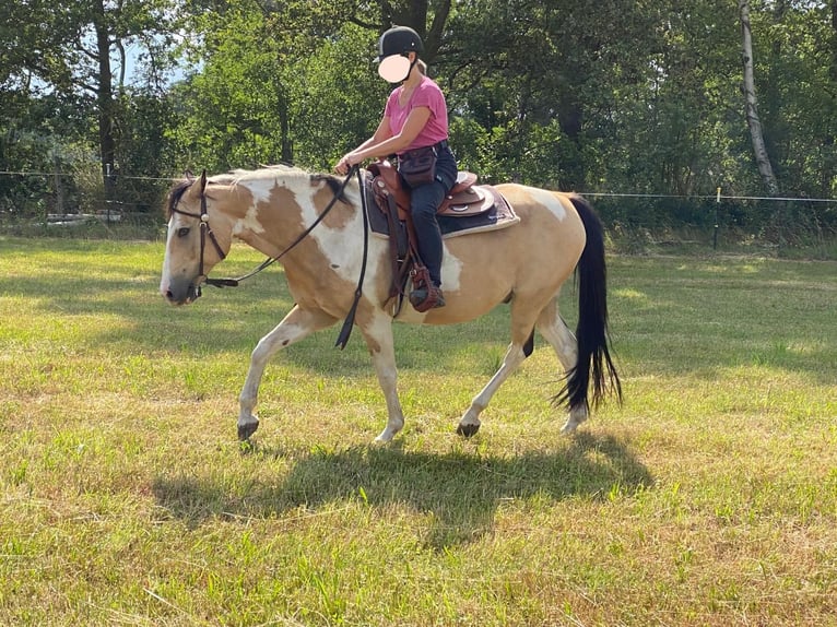 Lewitzer Mestizo Caballo castrado 16 años 150 cm Pío in Putlitz