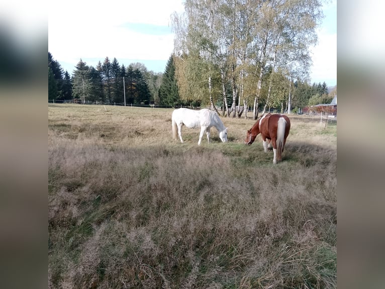 Lewitzer Mestizo Caballo castrado 17 años 137 cm Pío in Oelsnitz