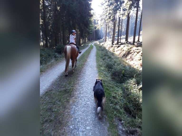 Lewitzer Mestizo Caballo castrado 17 años 137 cm Pío in Oelsnitz