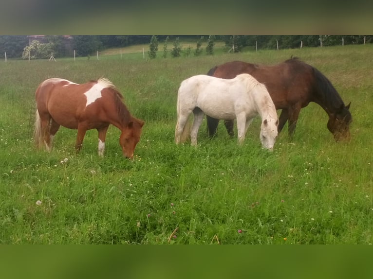 Lewitzer Mestizo Caballo castrado 17 años 137 cm Pío in Oelsnitz