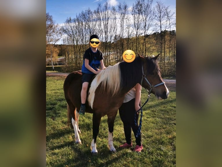 Lewitzer Mestizo Caballo castrado 18 años 146 cm Pío in Schwalmtal