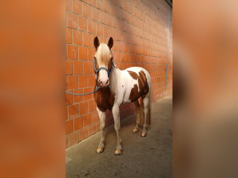 Lewitzer Caballo castrado 20 años 143 cm Tobiano-todas las-capas in Werl