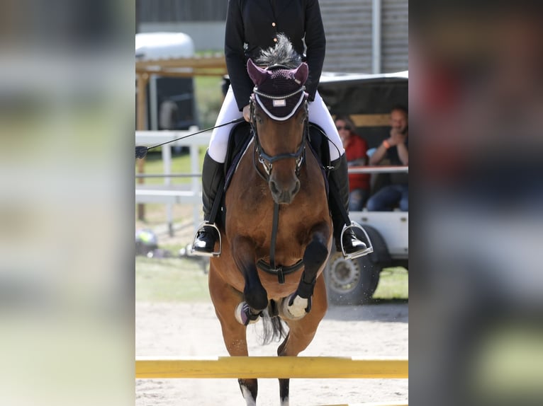 Lewitzer Caballo castrado 20 años 145 cm Pío in Regenstauf