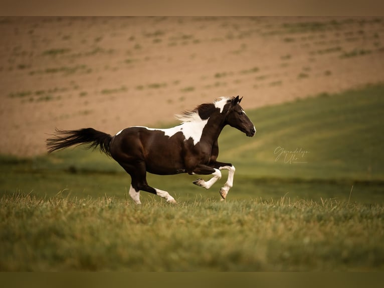 Lewitzer Caballo castrado 20 años 145 cm Pío in Köniz