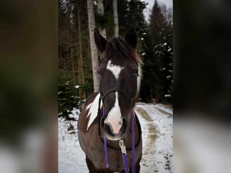 Lewitzer Caballo castrado 20 años 145 cm Pío in Köniz