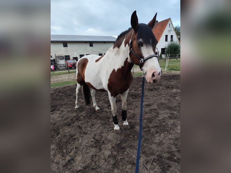 Lewitzer Mestizo Caballo castrado 20 años 150 cm Pío in Gnarrenburg