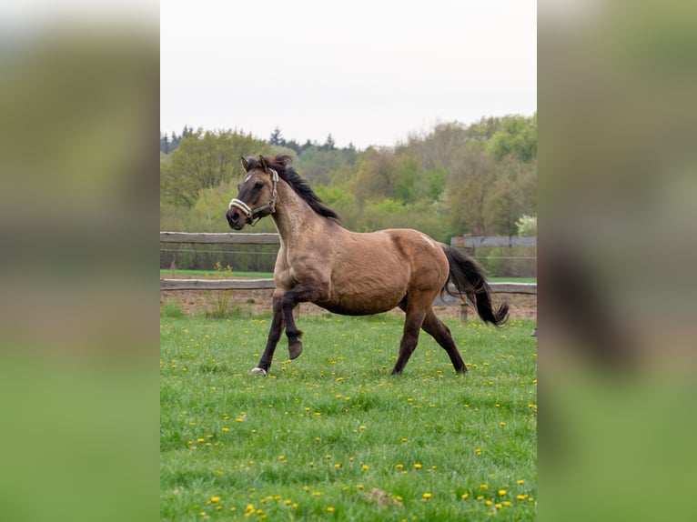 Lewitzer Caballo castrado 20 años 155 cm Castaño in Dalldorf