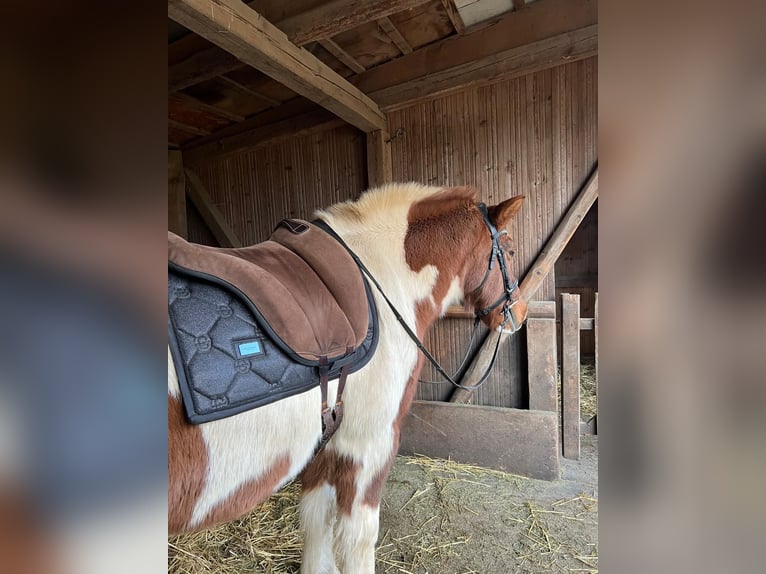 Lewitzer Caballo castrado 23 años 145 cm Pío in Thurnau