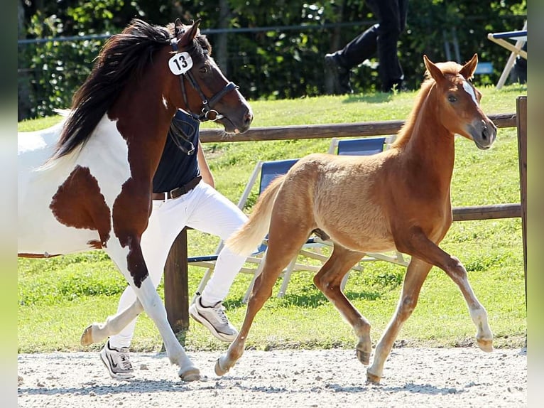 Lewitzer Caballo castrado 2 años 140 cm Alazán in Burgwedel
