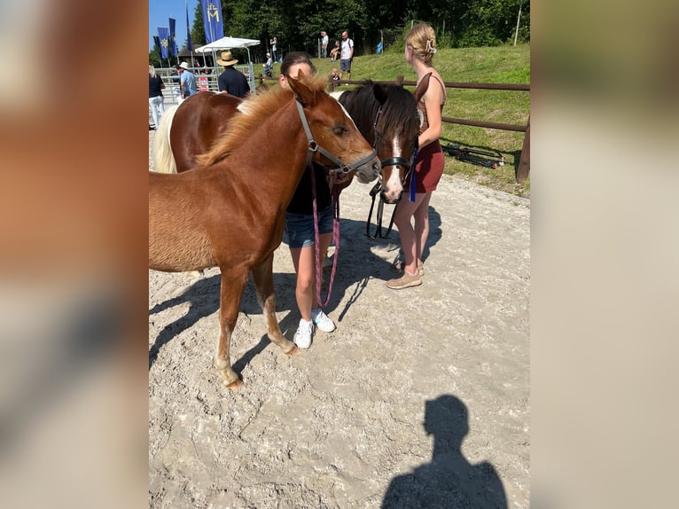 Lewitzer Caballo castrado 2 años 140 cm Alazán in Burgwedel