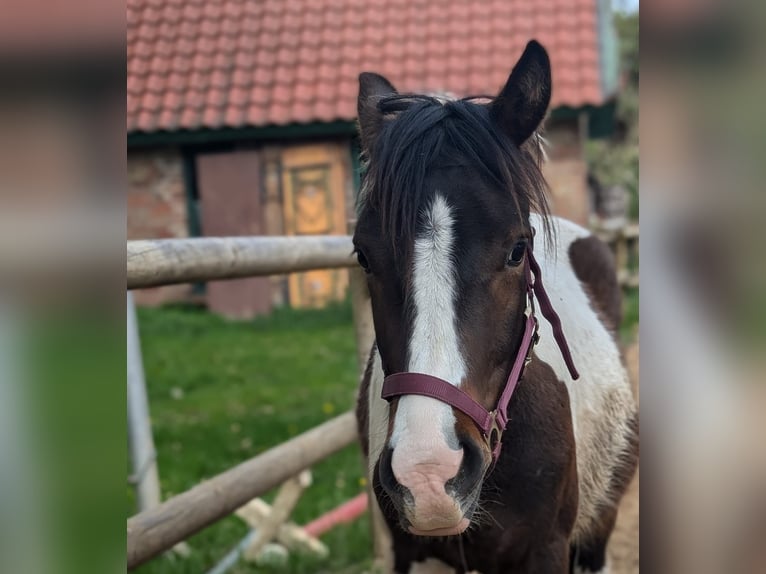 Lewitzer Mestizo Caballo castrado 3 años 140 cm Pío in Jesteburg