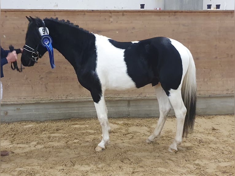 Lewitzer Caballo castrado 3 años 142 cm Pío in Ottenhöfen im Schwarzwald