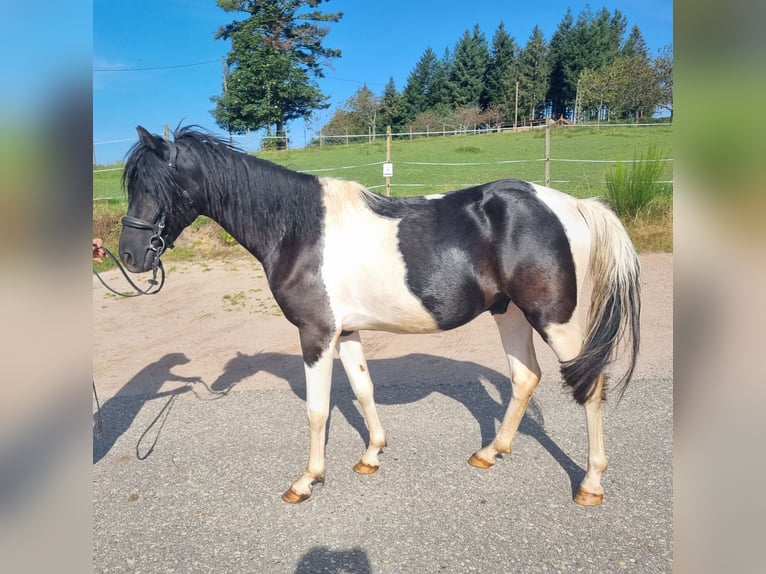 Lewitzer Caballo castrado 3 años 142 cm Pío in Ottenhöfen im Schwarzwald