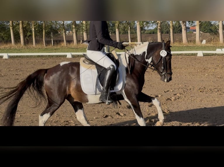 Lewitzer Caballo castrado 3 años 143 cm Pío in Bansin