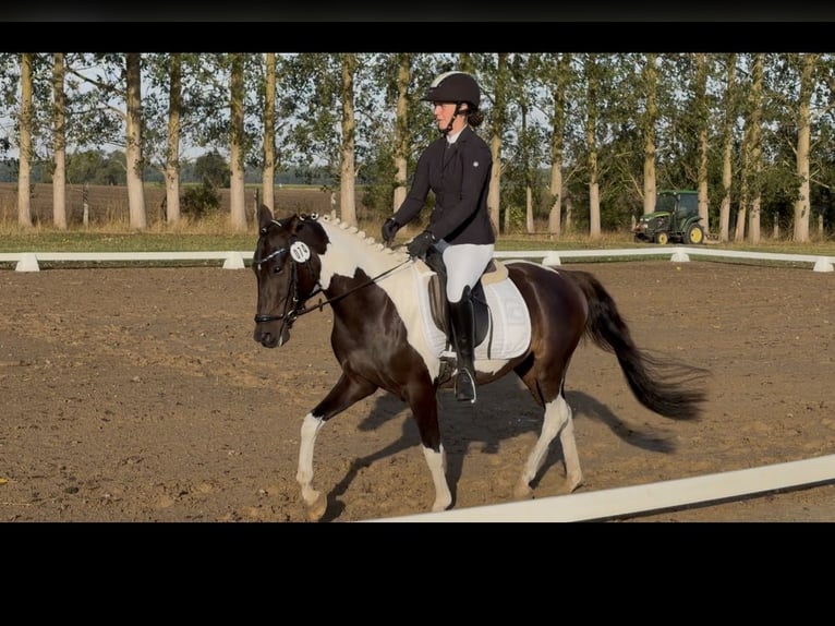 Lewitzer Caballo castrado 3 años 143 cm Pío in Bansin