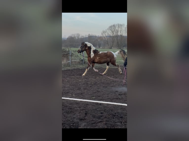 Lewitzer Caballo castrado 3 años 148 cm Pío in Rotenburg an der Fulda