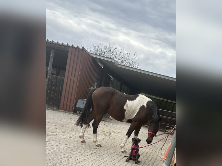 Lewitzer Caballo castrado 3 años 153 cm Pío in BrettenB