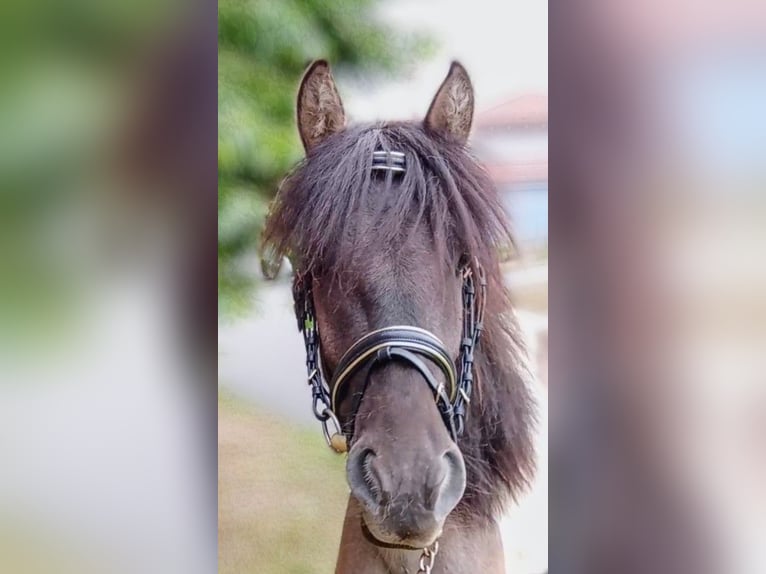Lewitzer Mestizo Caballo castrado 3 años Pío in Welver