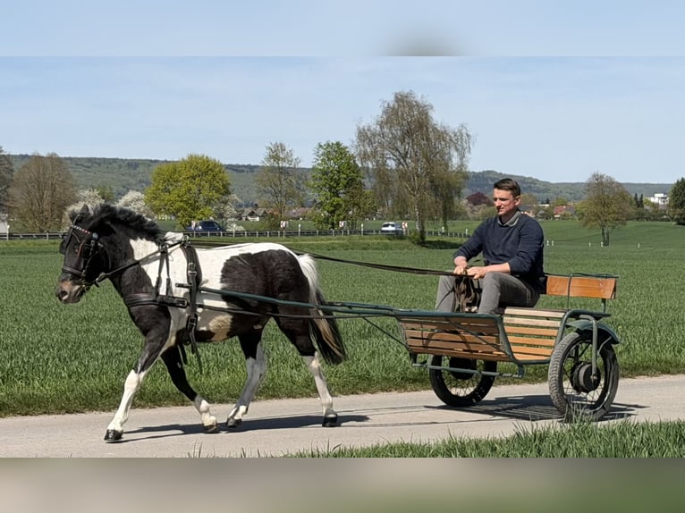 Lewitzer Mestizo Caballo castrado 4 años 120 cm Pío in Riedlingen