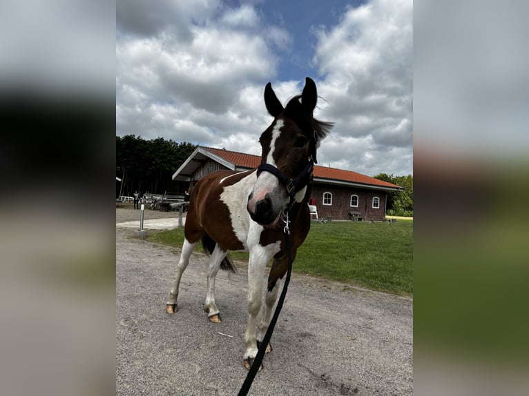 Lewitzer Caballo castrado 4 años 130 cm Pío in Kirch Jesar