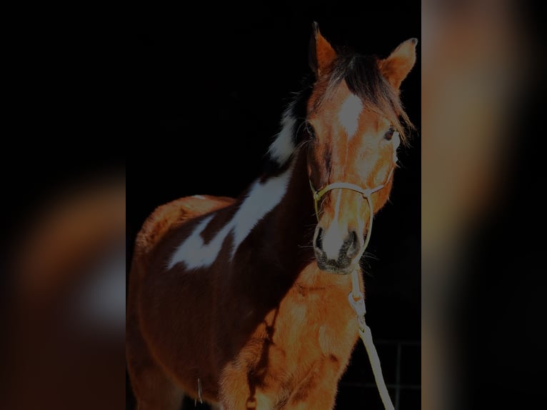 Lewitzer Mestizo Caballo castrado 4 años 132 cm Pío in Reutlingen