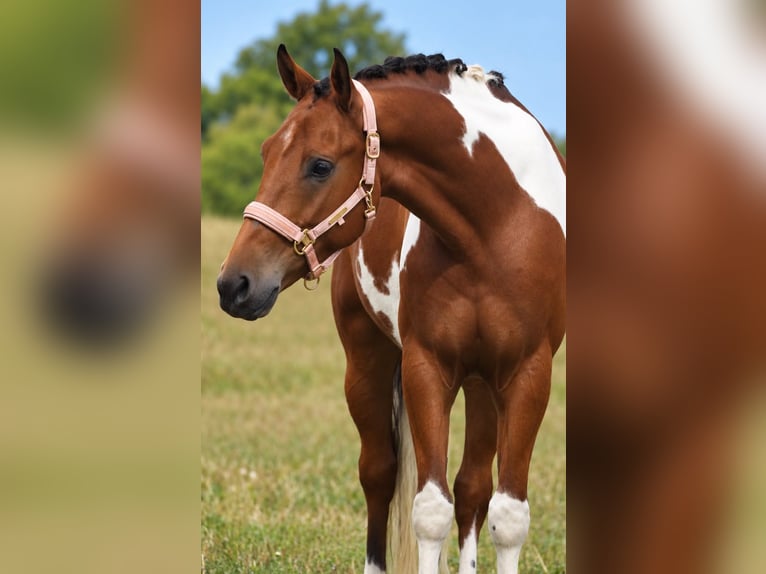 Lewitzer Mestizo Caballo castrado 4 años 148 cm Pío in Nettersheim