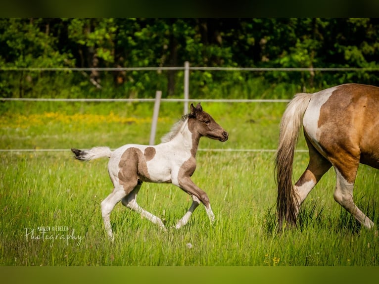 Lewitzer Mestizo Caballo castrado 4 años 150 cm Tobiano-todas las-capas in Senftenberg