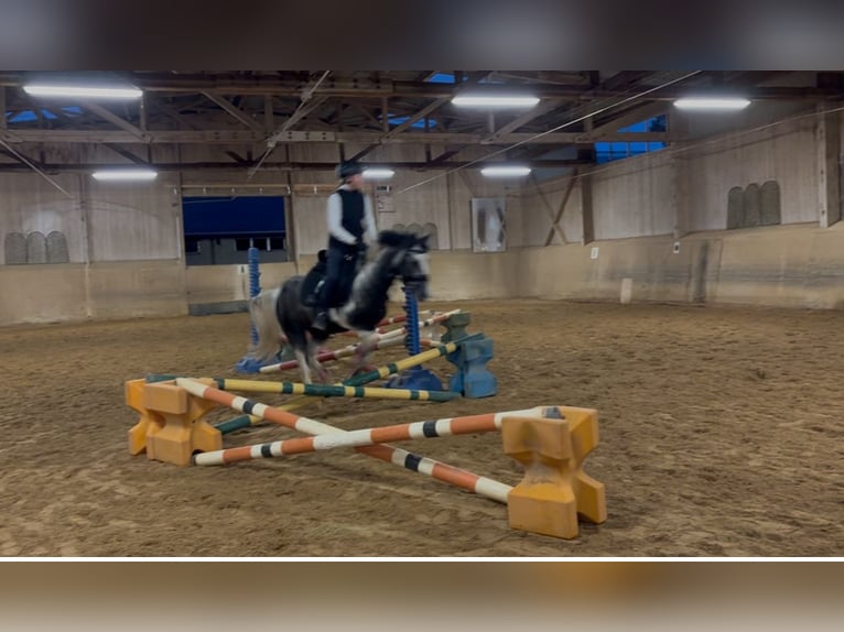 Lewitzer Mestizo Caballo castrado 5 años 140 cm Pío in Tutzing