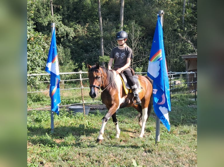 Lewitzer Caballo castrado 5 años 140 cm Pío in Bayerbach