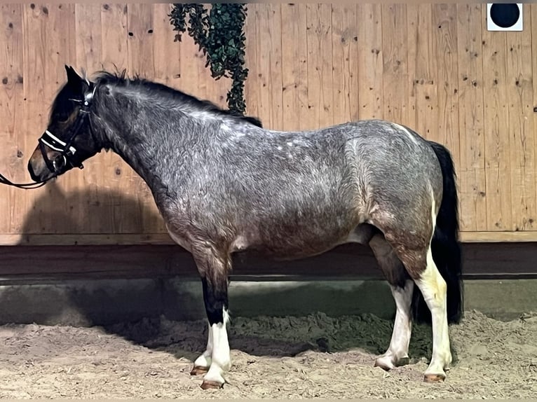 Lewitzer Mestizo Caballo castrado 6 años 130 cm Pío in Riedlingen