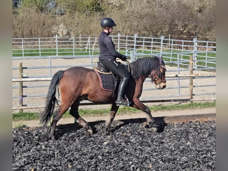 Lewitzer Mestizo Caballo castrado 6 años 140 cm Castaño in Günzburg