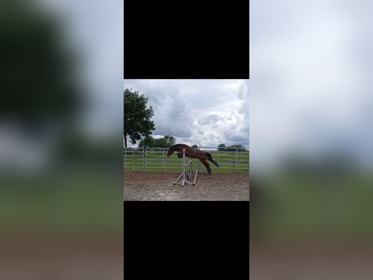 Lewitzer Mestizo Caballo castrado 6 años 140 cm Castaño in Günzburg