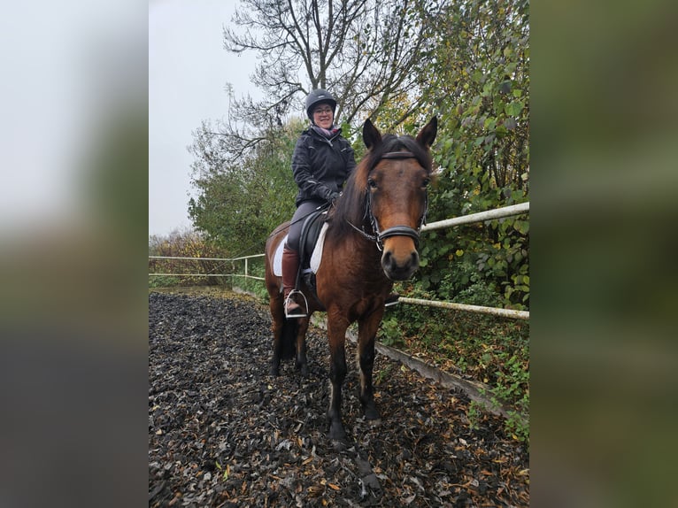 Lewitzer Mestizo Caballo castrado 6 años 140 cm Castaño in Günzburg