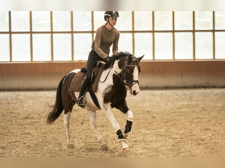 Lewitzer Caballo castrado 6 años 142 cm Pío in DahmeDahme