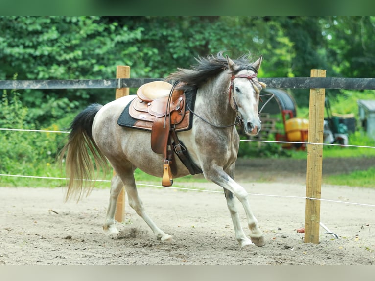 Lewitzer Caballo castrado 6 años 148 cm in Schönwalde