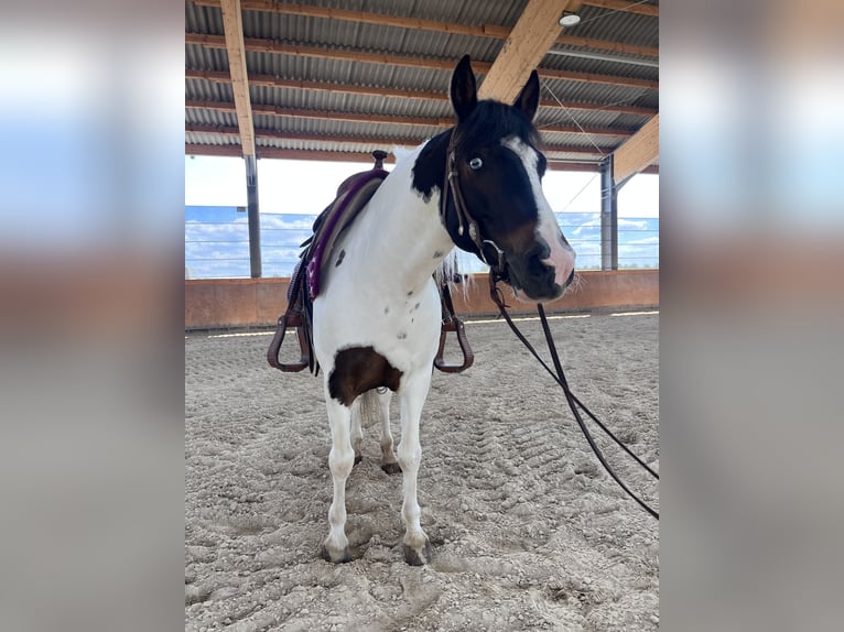 Lewitzer Mestizo Caballo castrado 7 años 135 cm Pío in NidderauNidderau