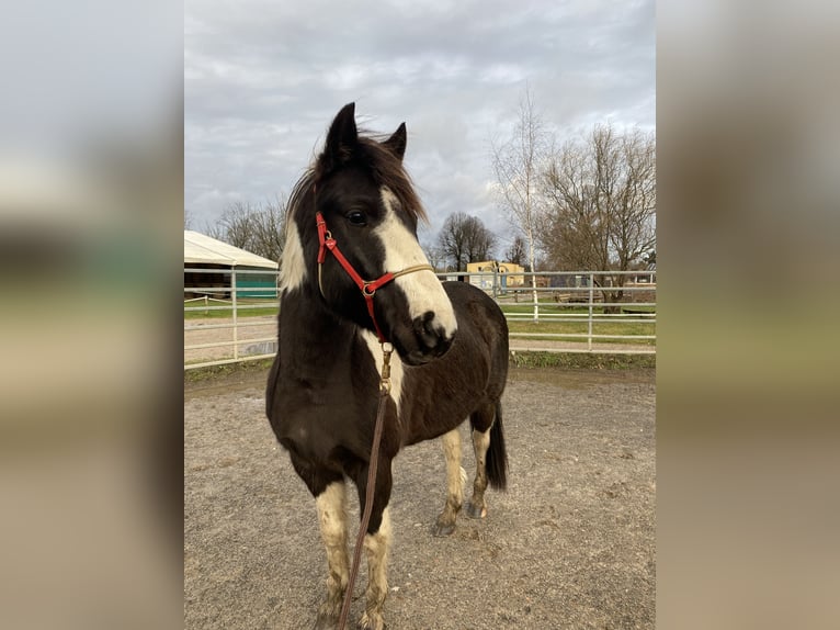 Lewitzer Mestizo Caballo castrado 7 años 135 cm Pío in Teltow-Ruhlsdorf