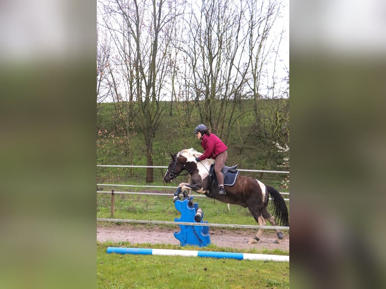 Lewitzer Mestizo Caballo castrado 7 años 135 cm Pío in Teltow-Ruhlsdorf