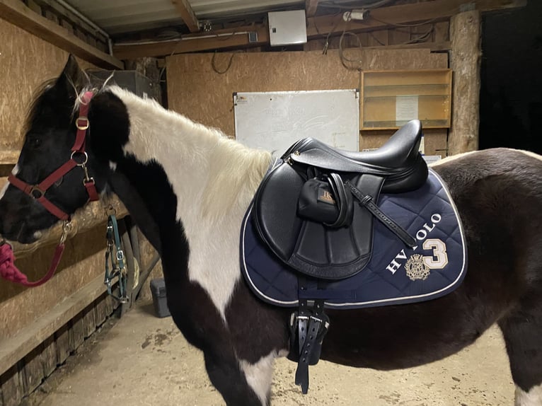 Lewitzer Mestizo Caballo castrado 7 años 135 cm Pío in Teltow-Ruhlsdorf